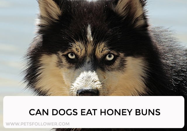 can you feed your dog honeybun