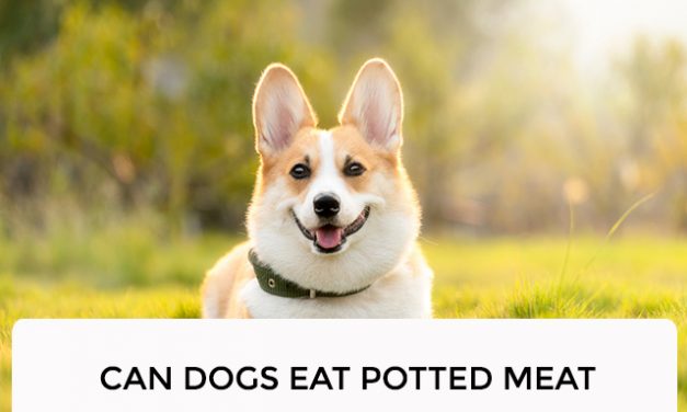 Can Dogs Eat Potted Meat