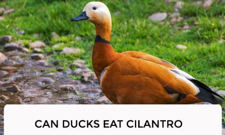 Can Ducks Eat Cilantro