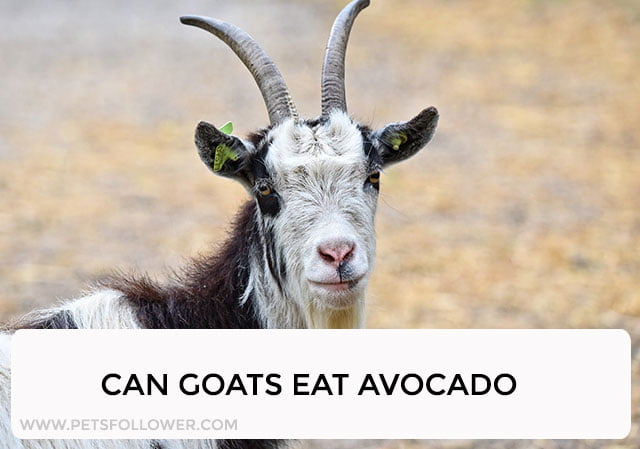 Can Goats Eat Avocado