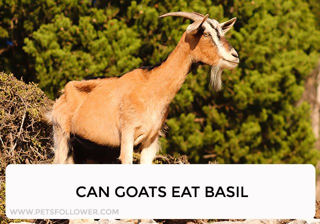 Can Goats Eat Basil