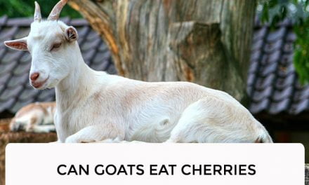 Can Goats Eat Cherries