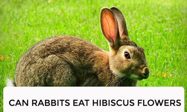 Can Rabbits Eat Hibiscus Flowers