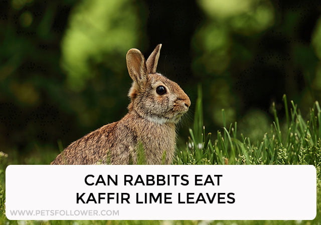 Can Rabbits Eat Kaffir Lime Leaves