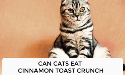 Can Cats Eat Cinnamon Toast Crunch