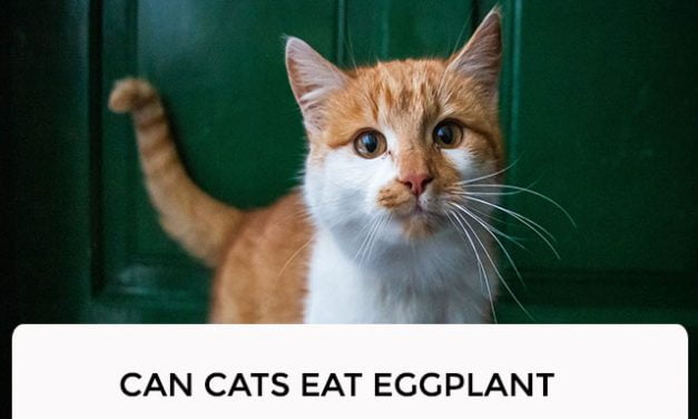 Can Cats Eat Eggplant