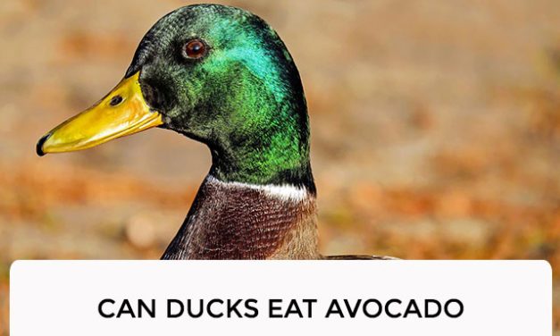 Can Ducks Eat Avocado?