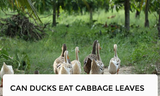 Can Ducks Eat Cabbage Leaves?