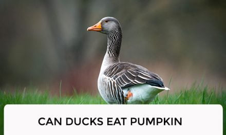 Can Ducks Eat Pumpkin?