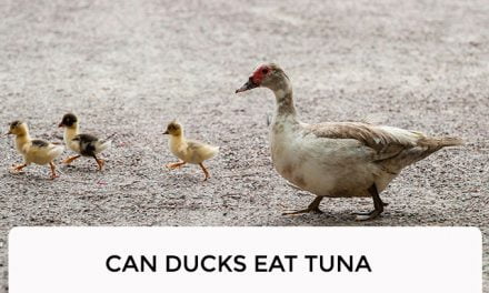 Can Ducks Eat Tuna?