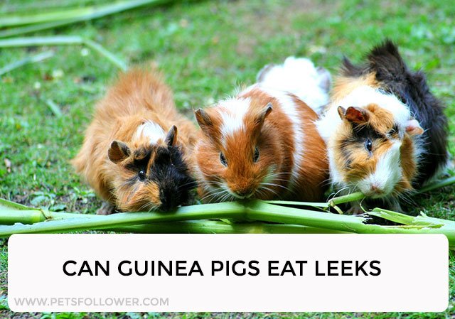 Can Guinea Pigs Eat Leeks