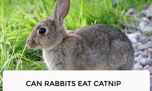 Can Rabbits Eat Catnip