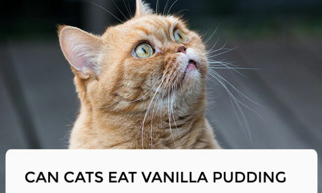 Can Cats Eat Vanilla Pudding