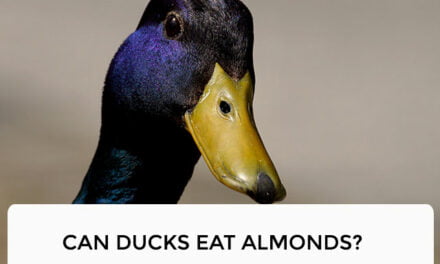 Can Ducks Eat Almonds?