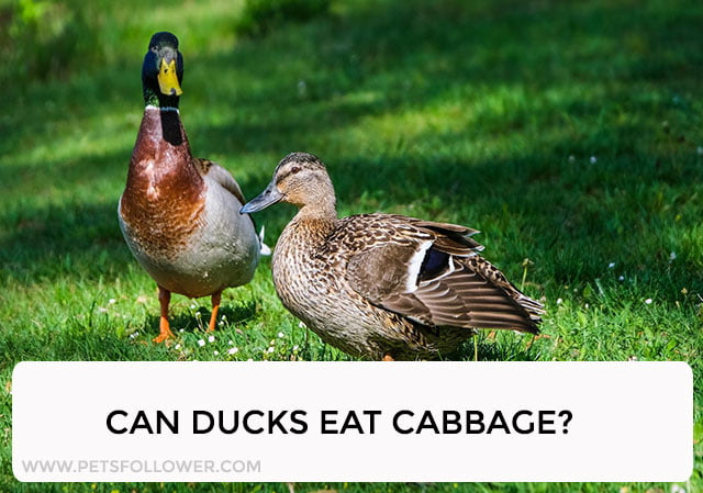 Can Ducks Eat Cabbage?