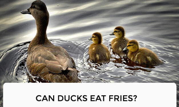 Can Ducks Eat Fries?