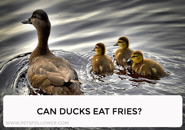 Can Ducks Eat Fries?