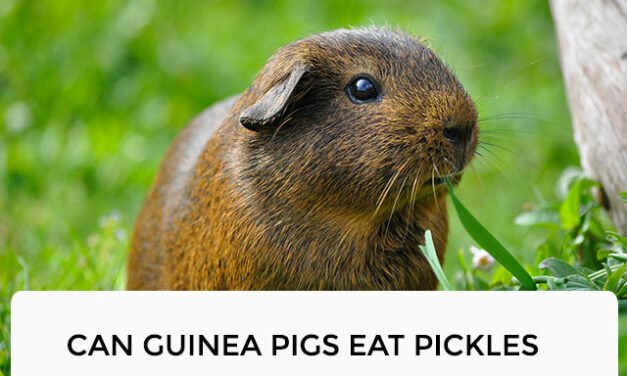 Can Guinea Pigs Eat Pickles