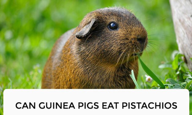 Can Guinea Pigs Eat Pistachios