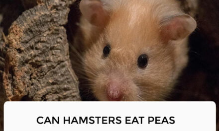 Can Hamsters Eat Peas