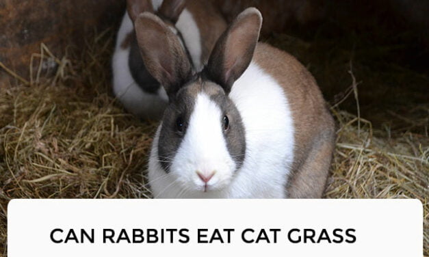 Can Rabbits Eat Cat Grass