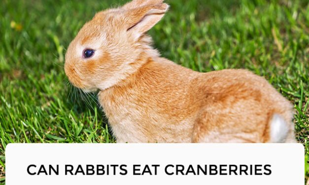 Can Rabbits Eat Cranberries