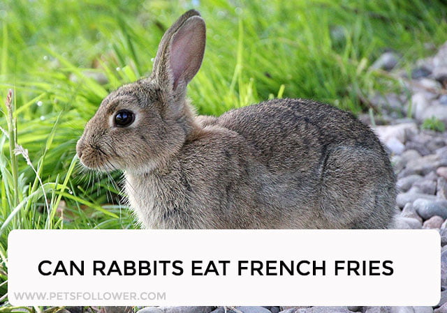 Can Rabbits Eat French Fries