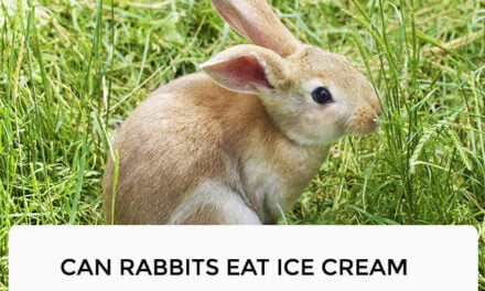 Can Rabbits eat ice cream