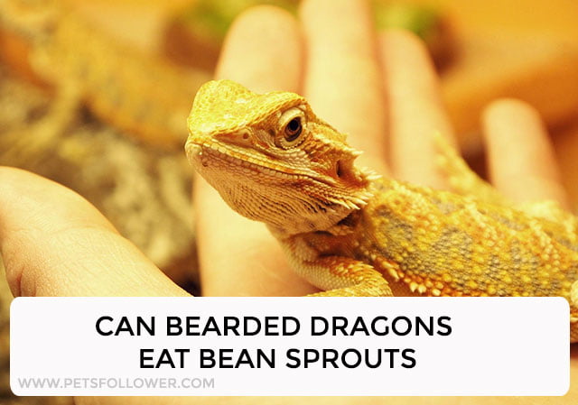 Can Bearded Dragons Eat Bean Sprouts?