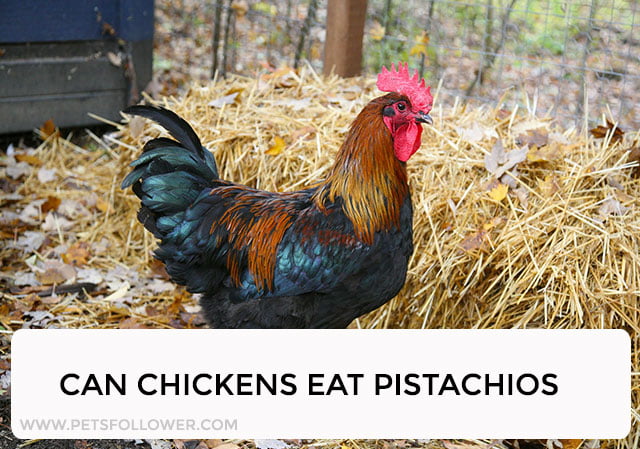 Can Chickens Eat Pistachios?