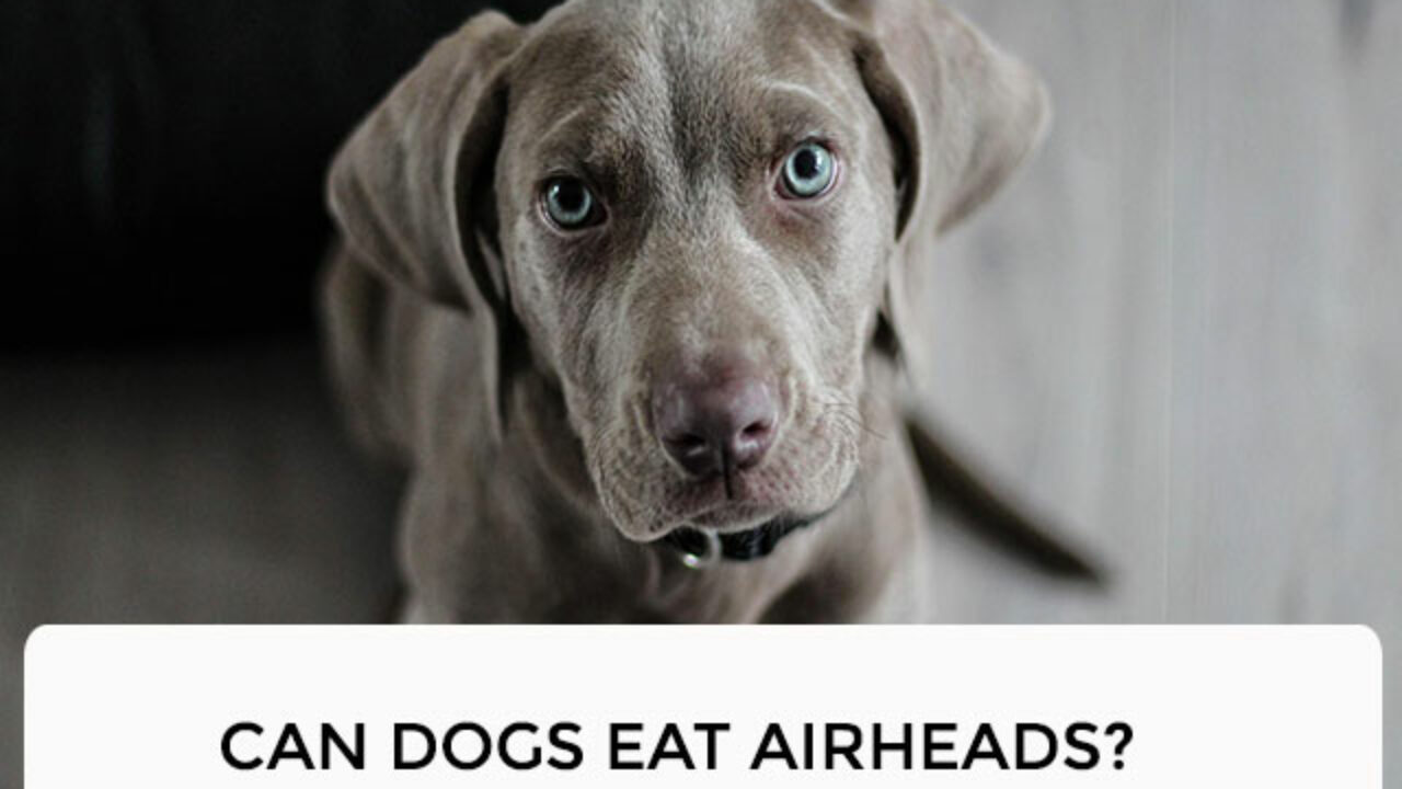 are air heads bad for dogs