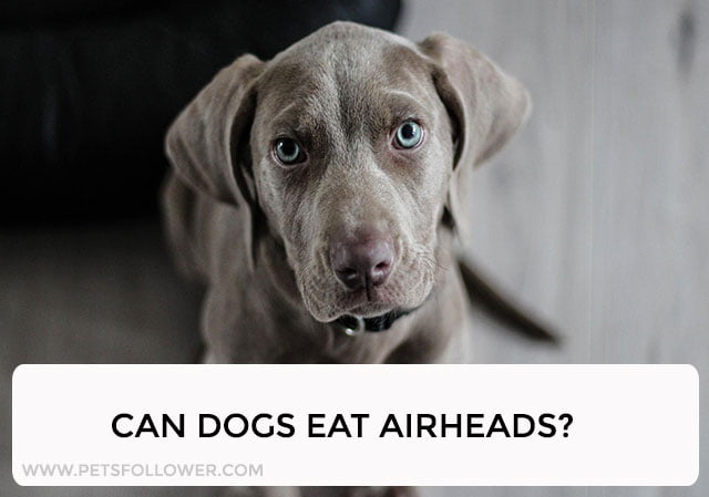 Can Dogs Eat Airheads?