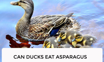 Can Ducks Eat Asparagus?