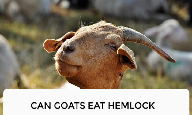 Can Goats Eat Hemlock?