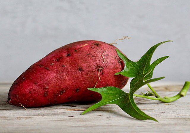 is sweet potato vine bad for dogs