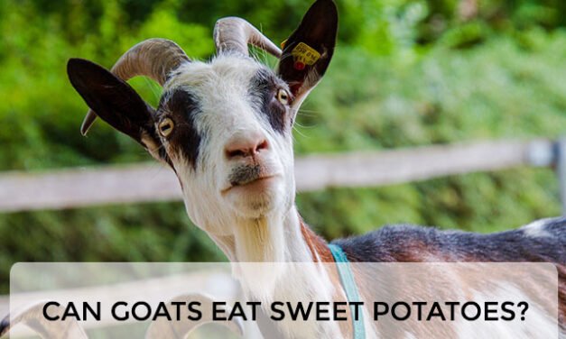 Can Goats Eat Sweet Potatoes?