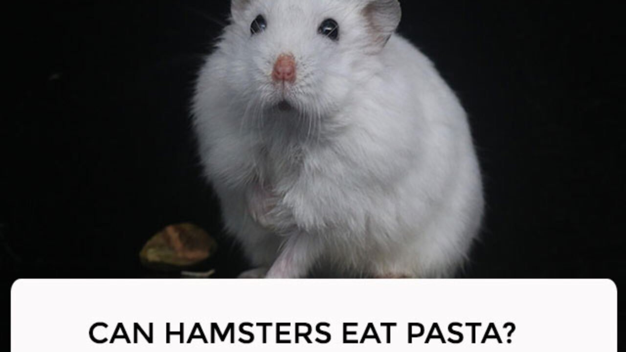Can Hamsters Eat Pasta? - PetsFollower
