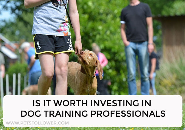 Is It Worth Investing In Dog Training Professionals?