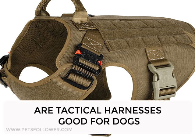 are tactical harnesses good for dogs