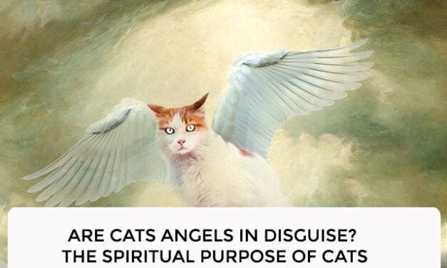 Are Cats Angels in Disguise? The Spiritual Purpose of Cats