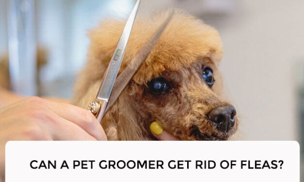 Can a Pet Groomer Get Rid of Fleas?