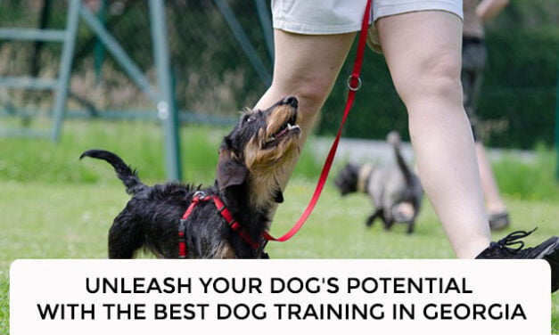 Unleash Your Dog’s Potential with the Best Dog Training in Georgia