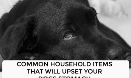 Common Household Items That Will Upset Your Dogs Stomach