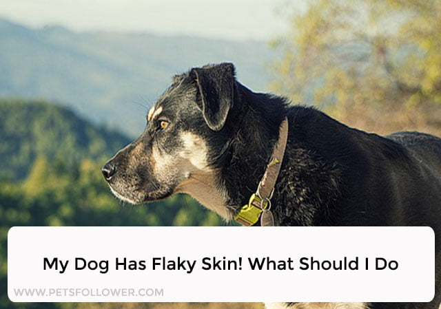 my-dog-has-flaky-skin-what-should-i-do-petsfollower