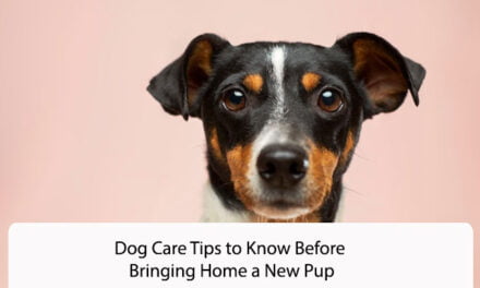 Dog Care Tips to Know Before Bringing Home a New Pup