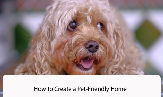 How to Create a Pet-Friendly Home: Tips for a Safe and Welcoming Environment