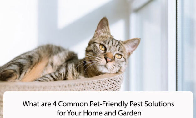 What are 4 Common Pet-Friendly Pest Solutions for Your Home and Garden