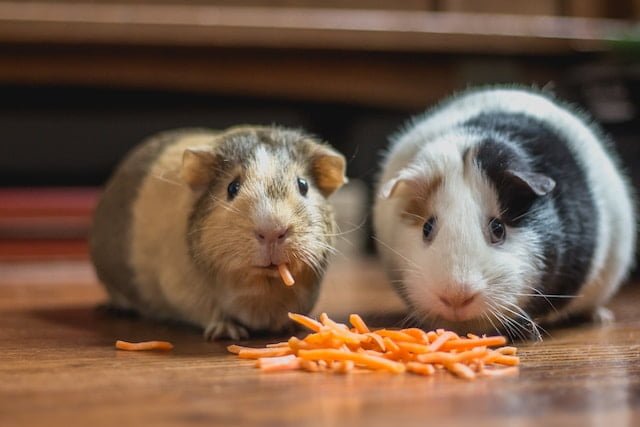 How to Keep Guinea Pigs as Pets at Home