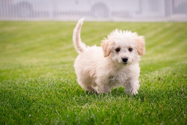 5 Best Small Dog Breeds for Families