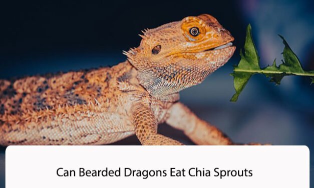 Can Bearded Dragons Eat Chia Sprouts